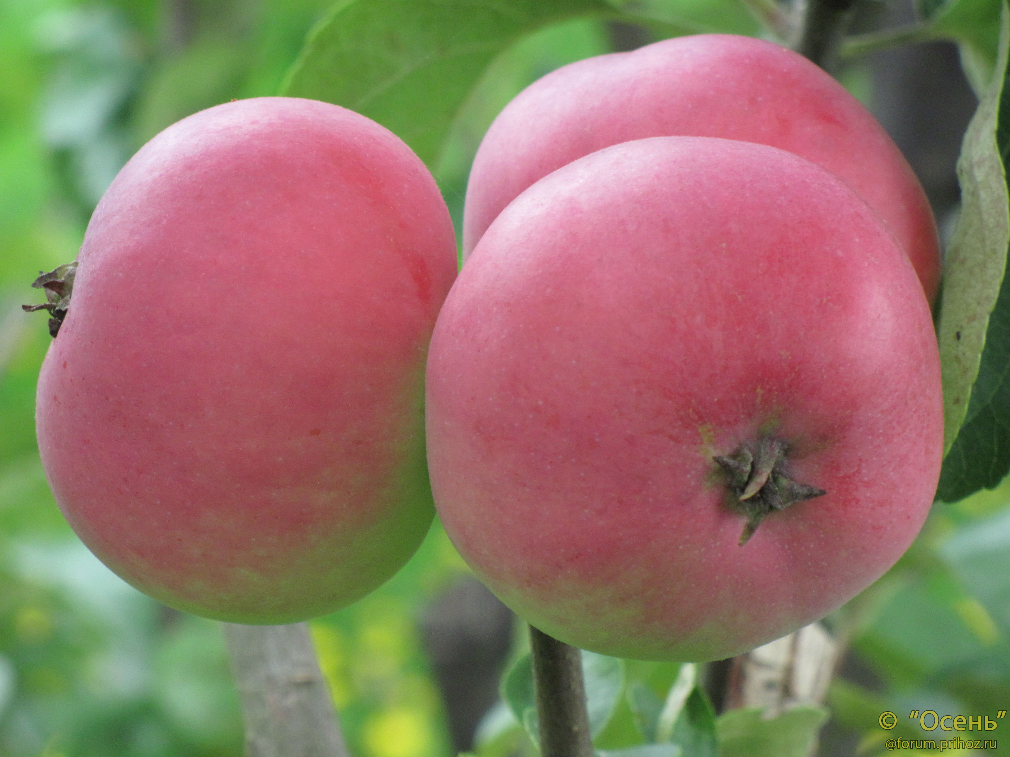 Сорт яблони анис